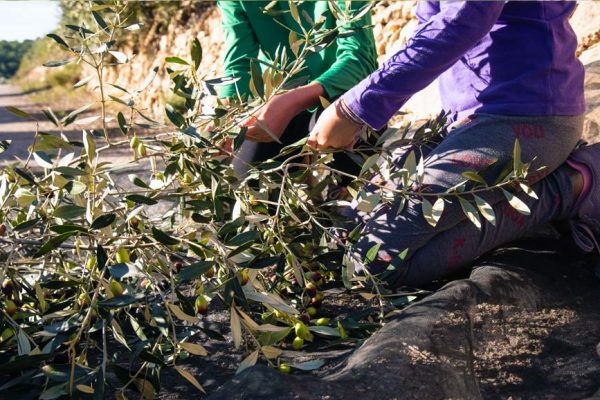 Experiencia de campo y gastronómica