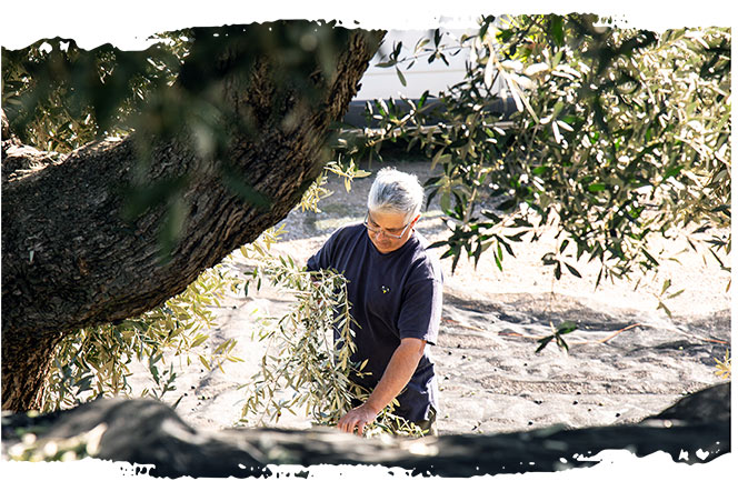 Olivos Olis Marian