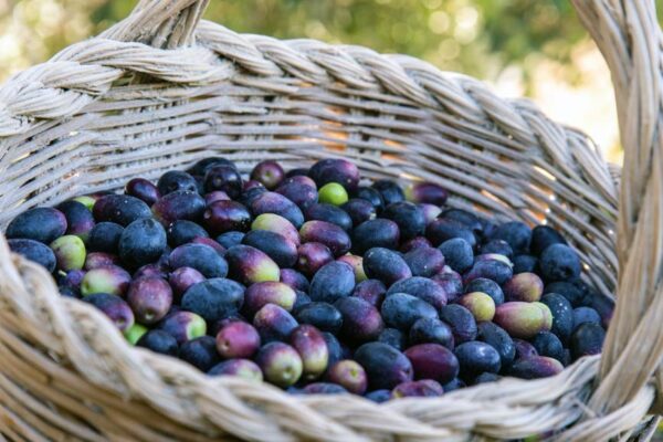 Experiencia de campo y gastronómica