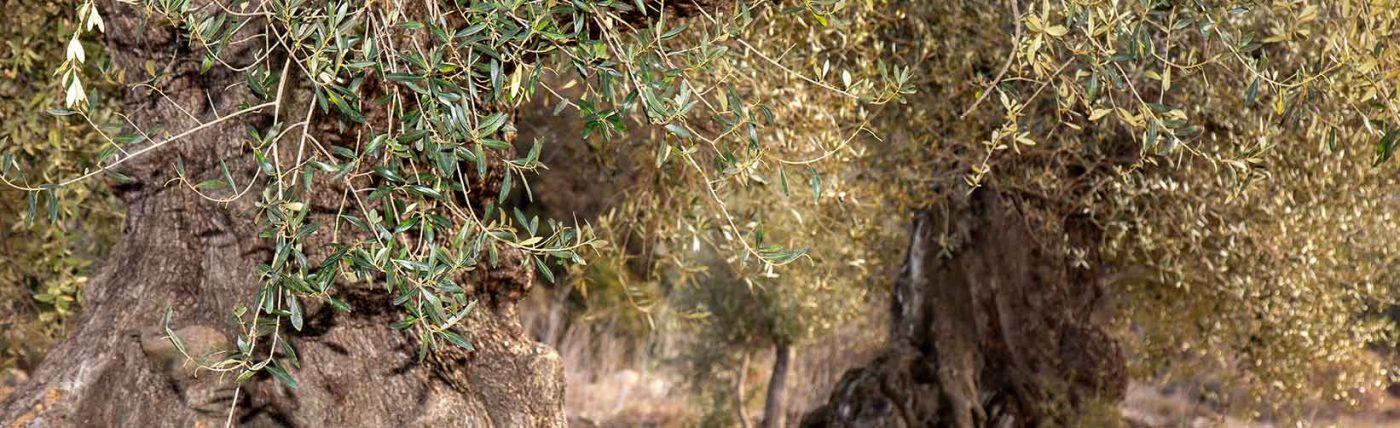 Olivos Olismarian